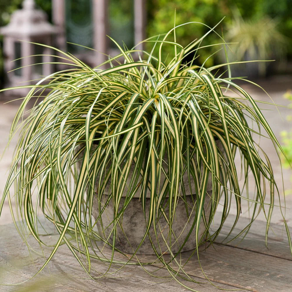 Carex „ Evergold " / Carex hachijoensis „Evergold”/ - Gradina Noastra