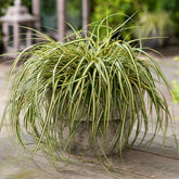 Carex „ Evergold " / Carex hachijoensis „Evergold”/ - Gradina Noastra