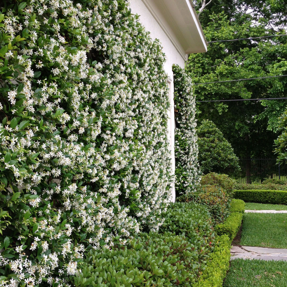 Iasomie stelata mix / Trachelospermum jasminoides /