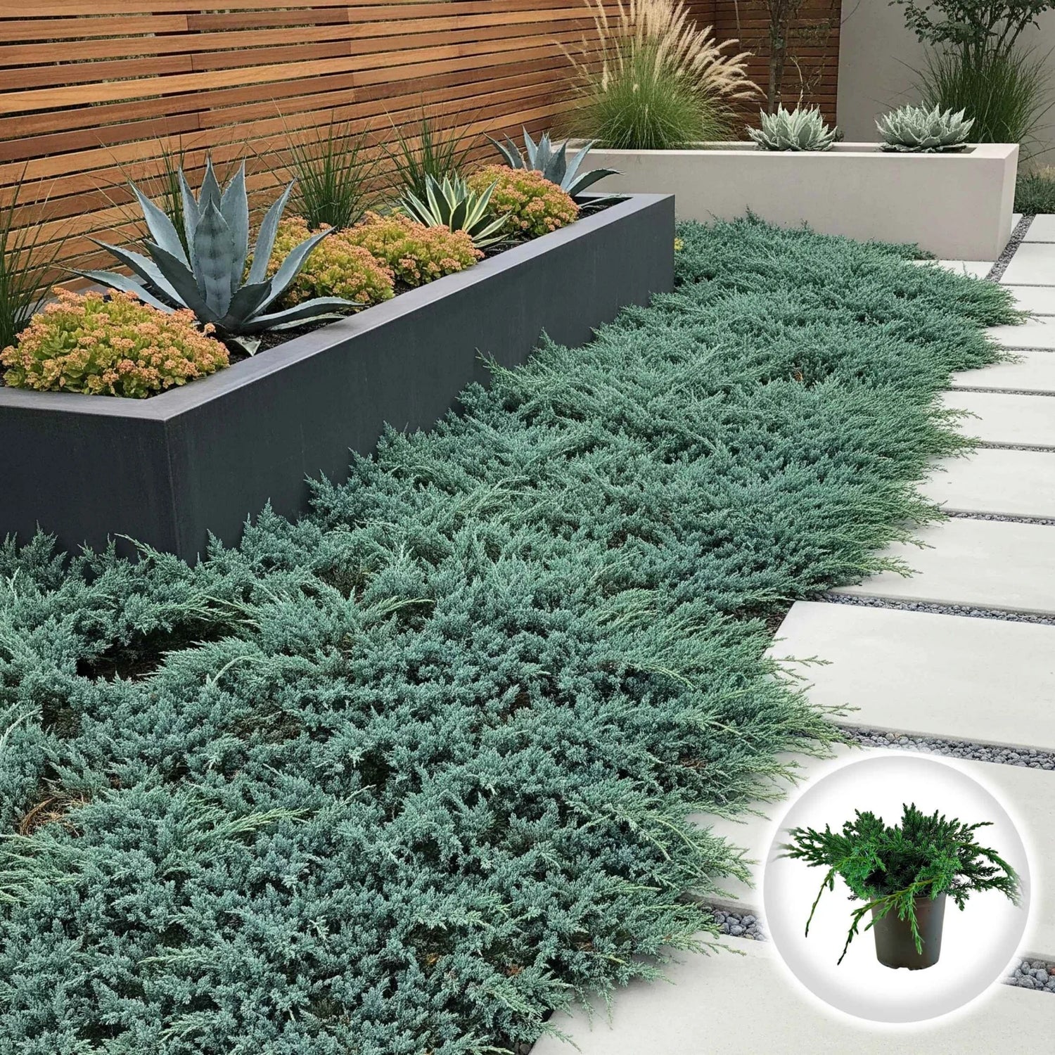 Ienupar "Blue Carpet" / Juniperus squamata "Blue Carpet"/