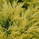 Ienupar "Limeglow" / Juniperus horizontalis "Limeglow"/ by gradina-noastra