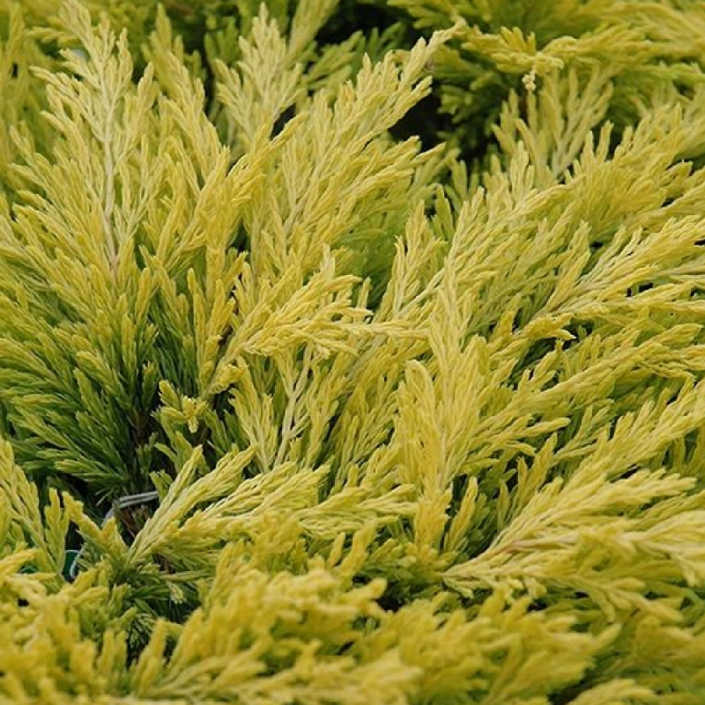 Ienupar &quot;Limeglow&quot; / Juniperus horizontalis &quot;Limeglow&quot;/ by gradina-noastra