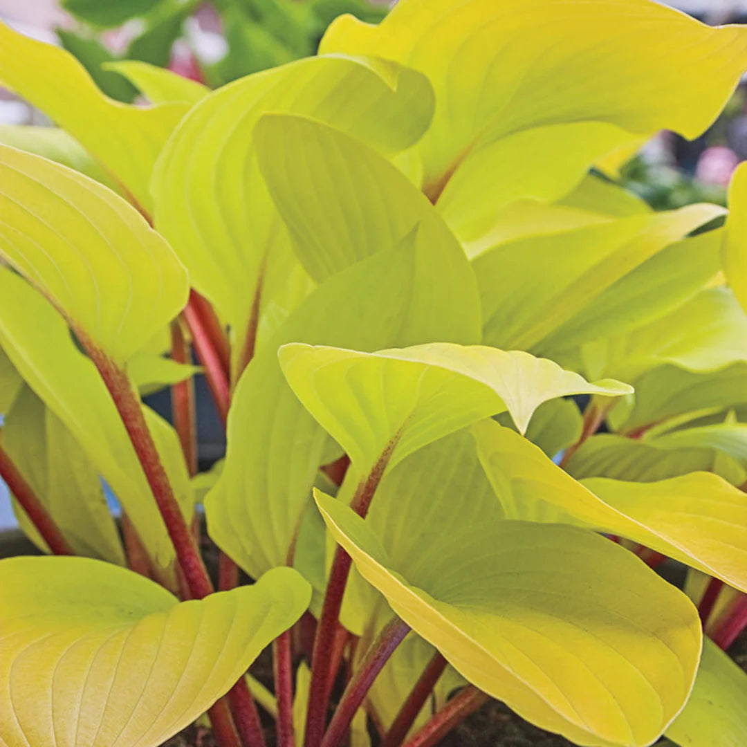 Hosta "Fire Island" by Gradina Noastra