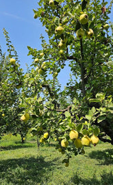 Gutui "Del Portogallo" / Cydonia oblonga "Del Portogallo"/ - Gradina Noastra