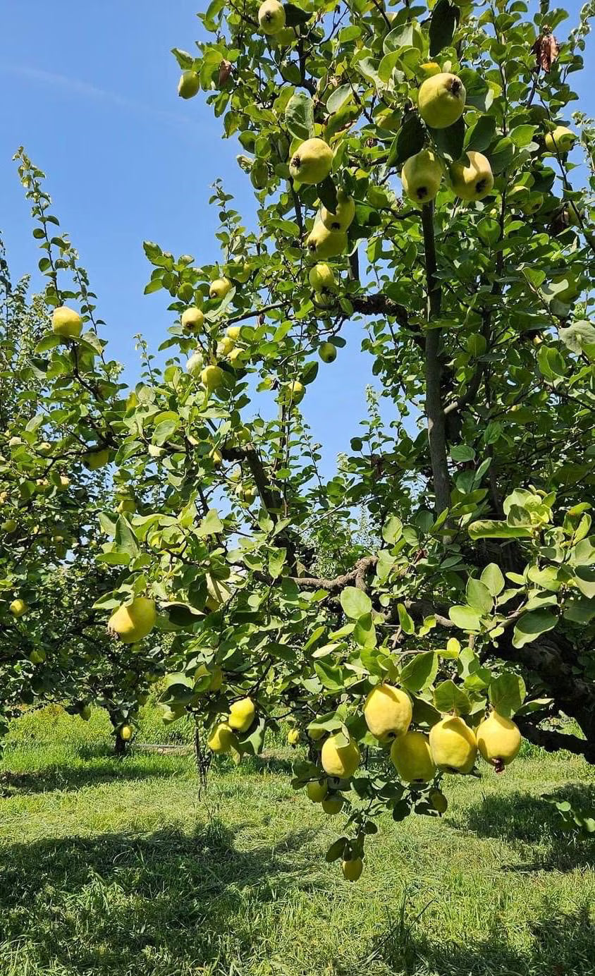 Gutui "Del Portogallo" / Cydonia oblonga "Del Portogallo"/ - Gradina Noastra
