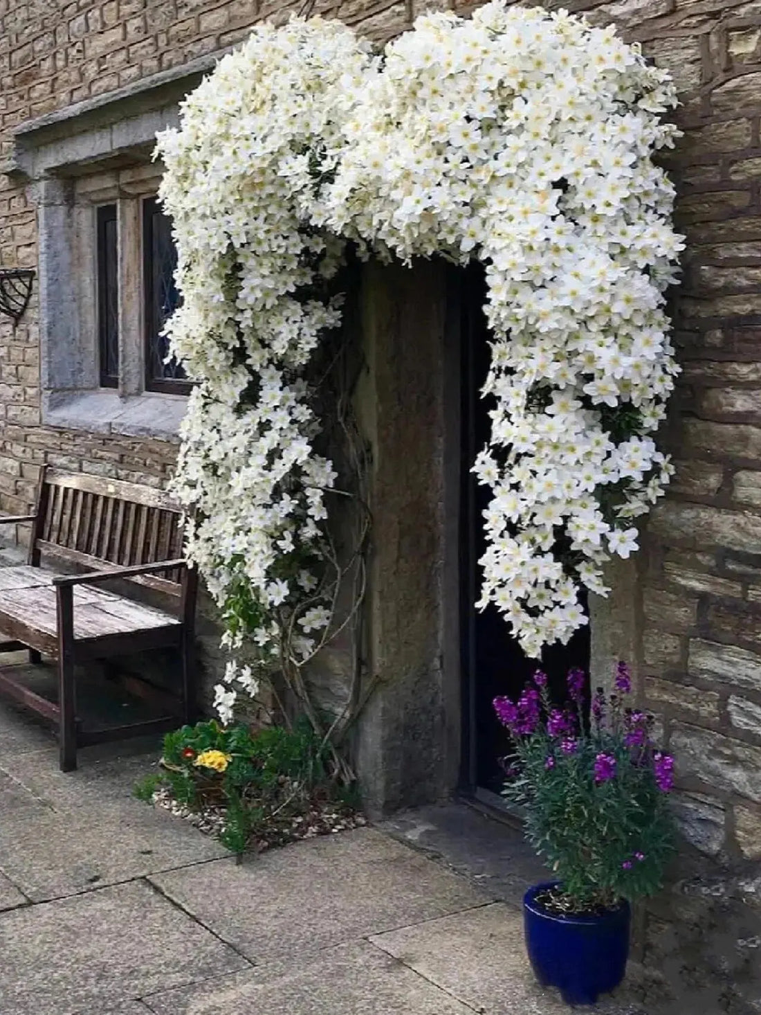 Clematis cartmanii &quot;Avalanche&quot;