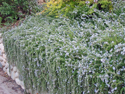 Rozmarin "Prostratus" / Rosmarinus officinalis "Prostratus"/