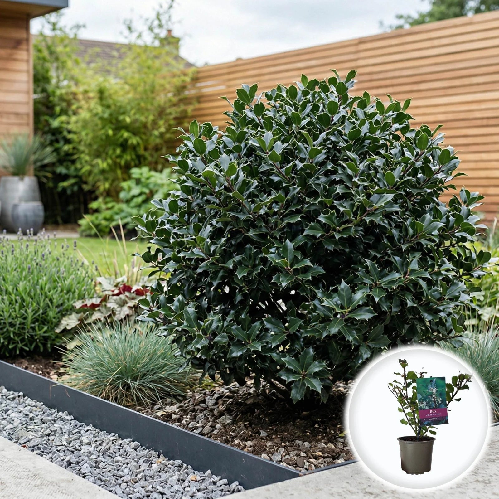 Ilex "Blue Maid" minge / Ilex meserveae "Blue Maid" /