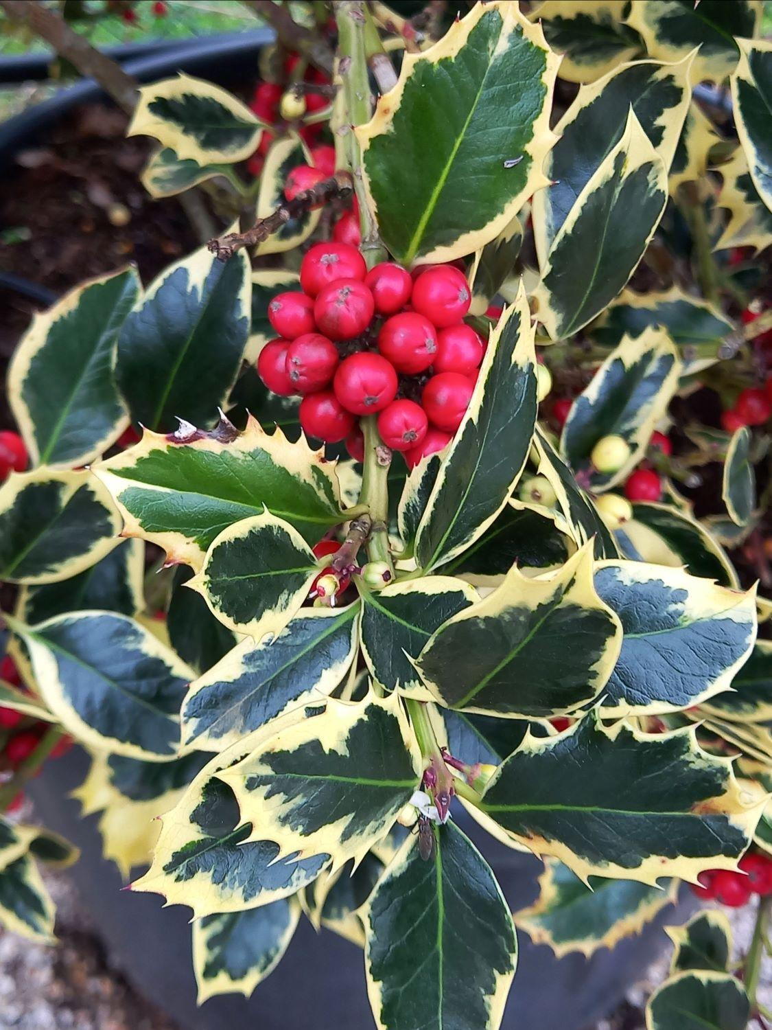 Laur sfant „Argenteomarginata” pomisor / Ilex aquifolium "Argenteomarginata"/