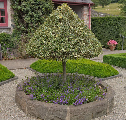 Laur sfant „Argenteomarginata” pomisor / Ilex aquifolium "Argenteomarginata"/