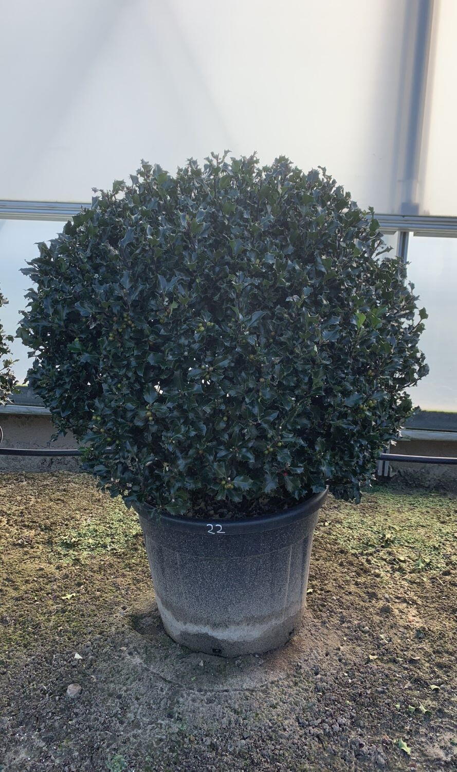 Ilex Nellie Stevens minge / Ilex mutchagara „Nellie R. Stevens”/ - Gradina Noastra