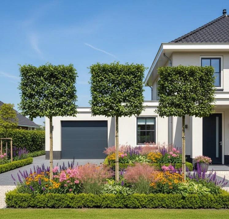 Ilex "Nellie R.Stevens" palier pe trunchi / Ilex mutchagara "Nellie R.Stevens"/