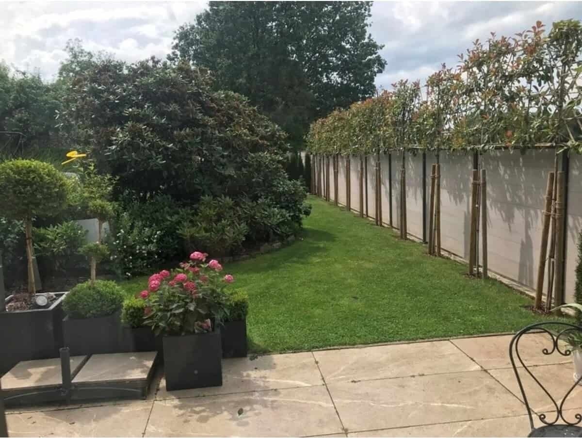 Photinia "Red Robin" palier pe trunchi /  Photinia serrulata "Red Robin" /