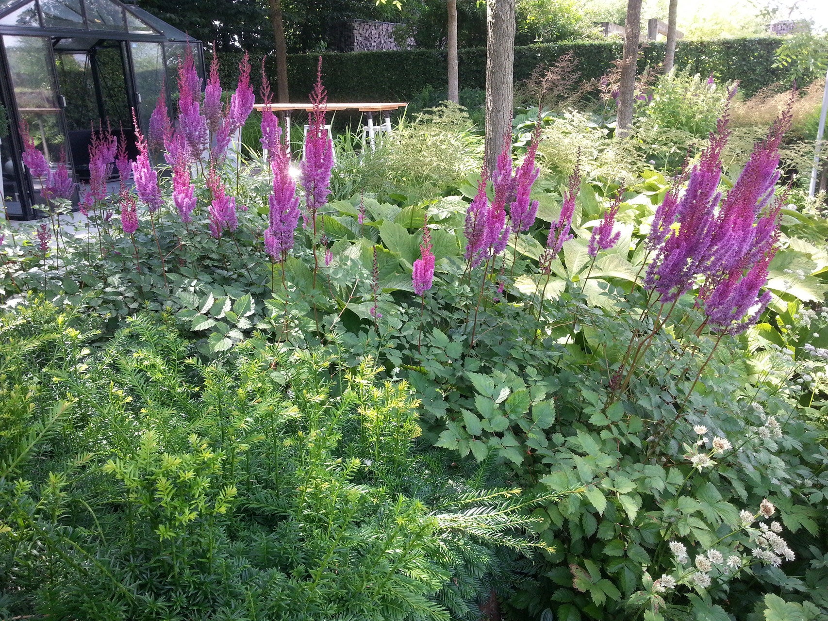 Astilbe chinensis "Purpulanze"