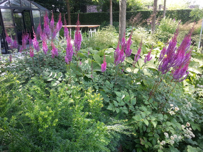 Astilbe chinensis "Purpulanze"