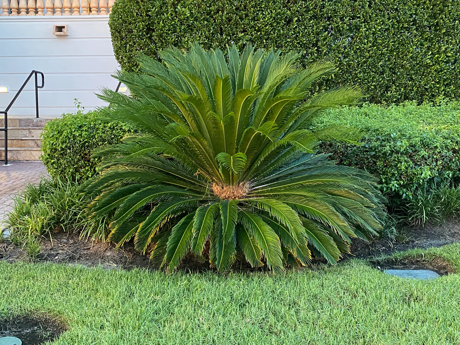 Palmier Sago 1.00 - 1.20 m / Cycas revoluta/