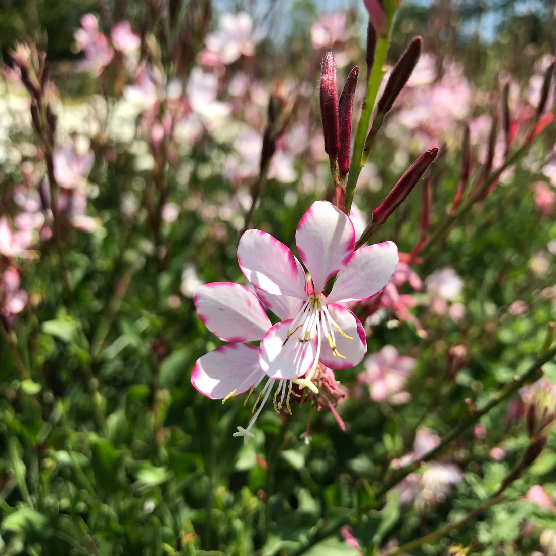 Gaura lindheimeri "Rosy Jane" by Gradina Noastra