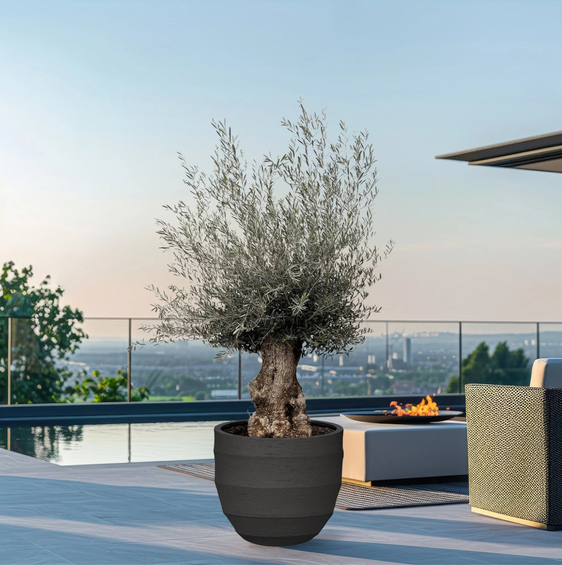 Maslin bonsai 1.50 - 2.00 m / Olea Europaea/ by gradina-noastra