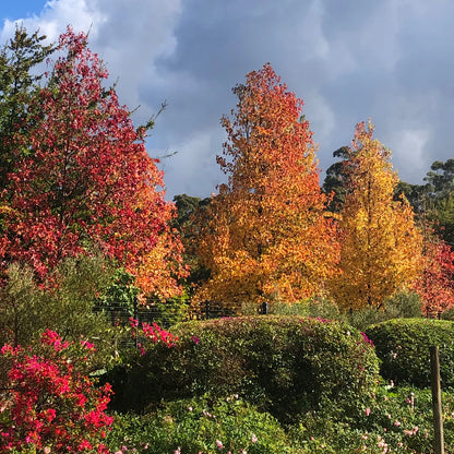 Arborele de guma / Liquidambar styraciflua /