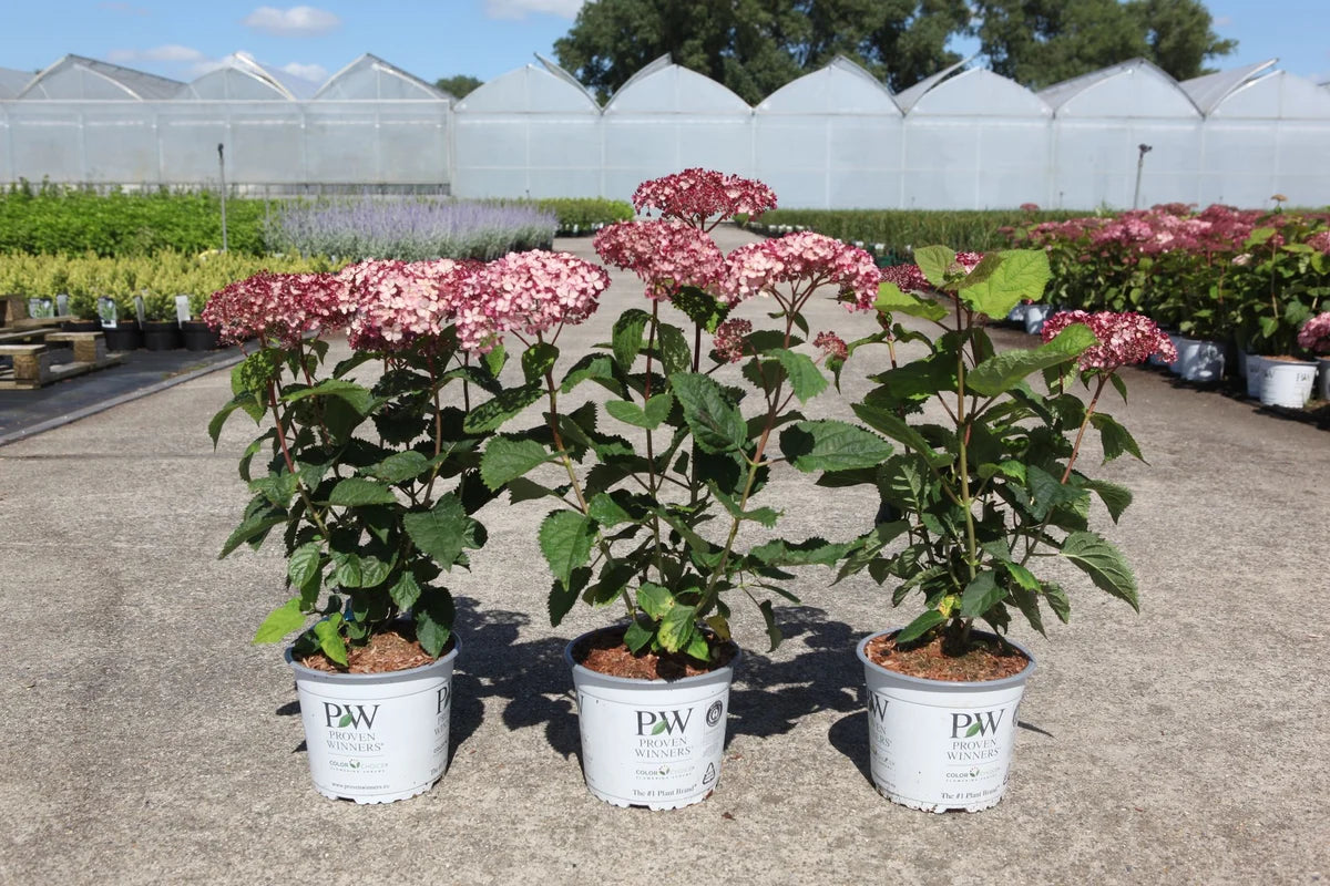 Hortensia "Sweet Annabelle" / Hydrangea arborescens "Sweet Annabelle"/