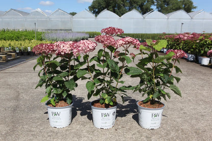 Hortensia "Sweet Annabelle" / Hydrangea arborescens "Sweet Annabelle"/