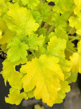 Heuchera "Lime Marmalade" - Gradina Noastra