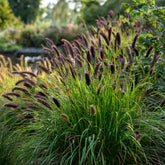 Pennisetum alopecuroides "Moudry" - Gradina Noastra