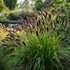 Pennisetum alopecuroides "Moudry" - Gradina Noastra