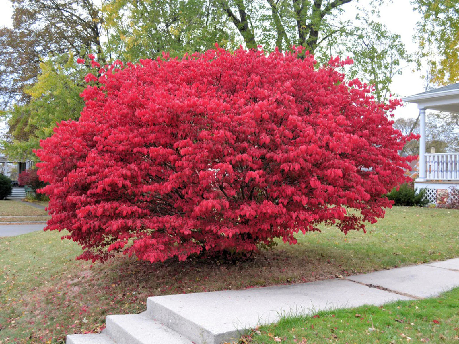Euonymus alatus multitulpinal / Euonymus alatus  / - Gradina Noastra