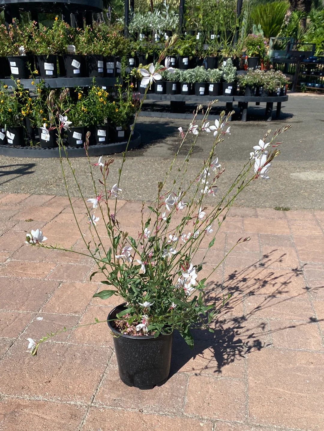 Gaura lindheimeri "Whirling Butterflies"