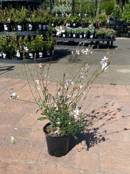 Gaura lindheimeri "Whirling Butterflies"