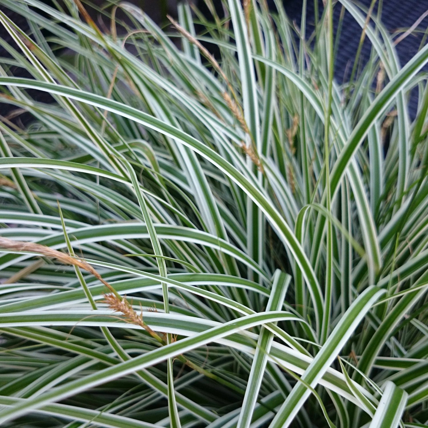 Carex morrowii "Everest" - Gradina Noastra