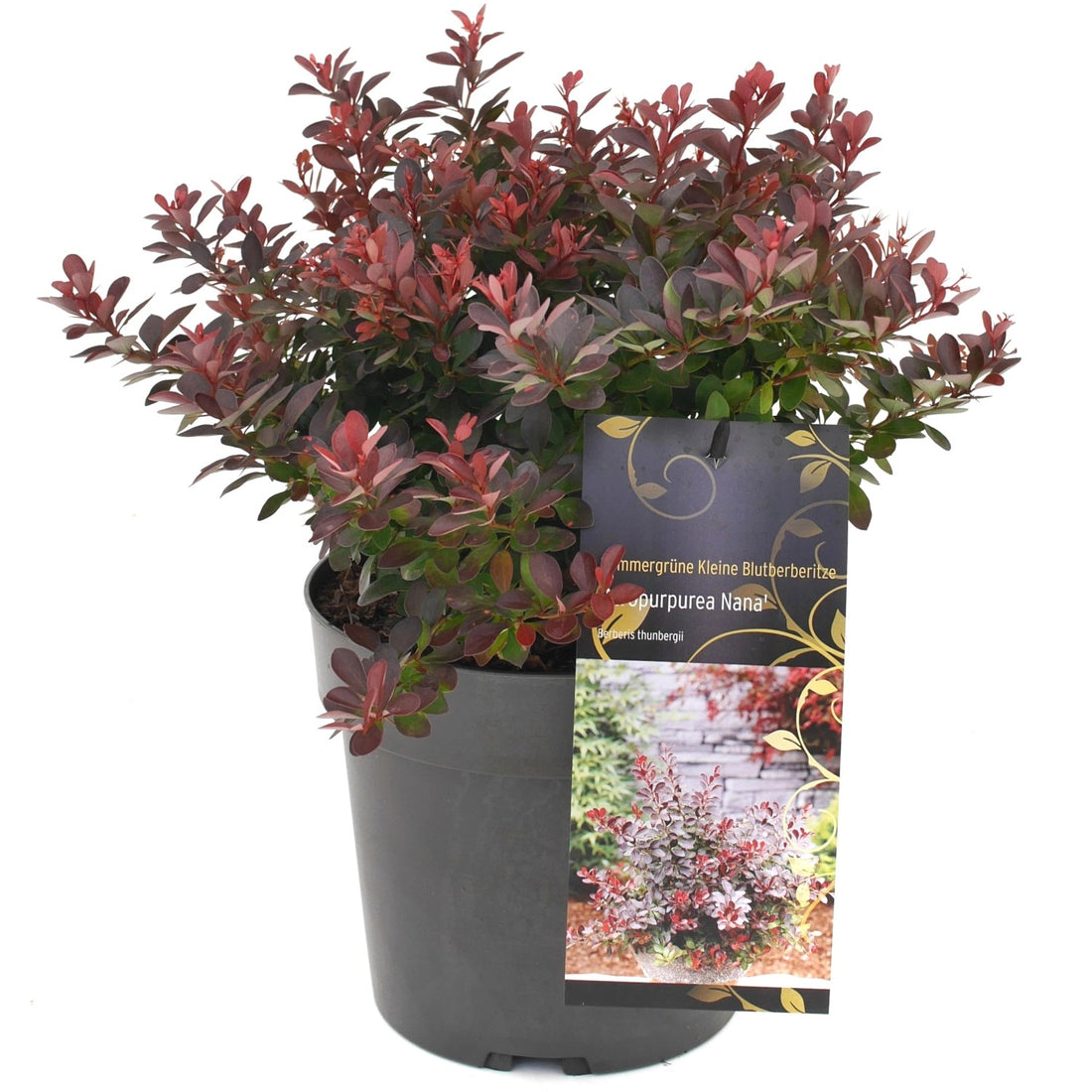 Dracila rosie "Atropurpurea Nana" /Berberis thunbergii "Atropurpurea Nana"/