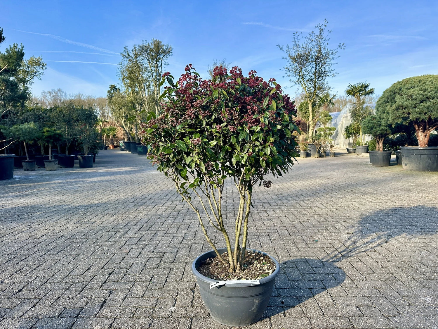 Viburnum tinus "Eve Price" multitulpinal / Viburnum tinus "Eve Price"/