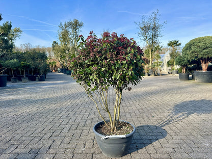 Viburnum tinus "Eve Price" multitulpinal / Viburnum tinus "Eve Price"/