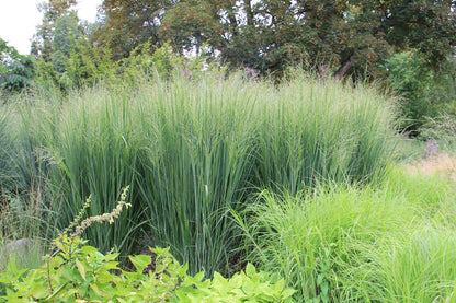 Panicum virgatum "North Wind" - Gradina Noastra