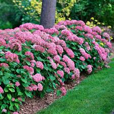 Hortensia &quot;Pink Annabelle&quot; 0.20 - 0.30 m / Hydrangea arborescens &quot;Pink Annabelle&quot;/