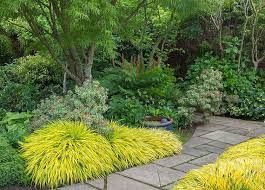 Hakonechloa macra "All Gold " 0.20 - 0.30 m /Hakonechloa macra "All Gold"/ by gradina-noastra