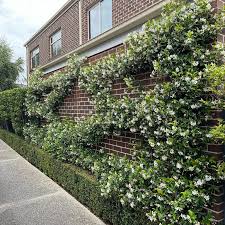 Iasomie stelata mix 0.40 - 0.50 m / Trachelospermum jasminoides / by gradina-noastra