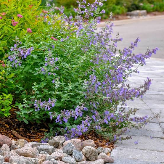 Nepeta kubanica "Neptune" (Copy)