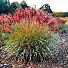 Elephant grass &quot;Red Tower&quot; 1.50 - 2.00 m / Miscanthus sinensis &quot;Flamingo&quot; /