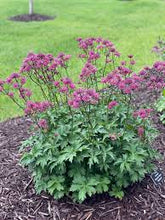 Astrantia major mix / Astrantia ‘Burgundy Manor’’, Astrantia ‘Claret’ , Astrantia ‘Pink Pride’ - Gradina Noastra