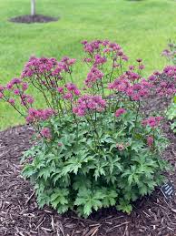 Astrantia major mix / Astrantia ‘Burgundy Manor’’, Astrantia ‘Claret’ , Astrantia ‘Pink Pride’ - Gradina Noastra