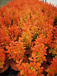 Dracila "Orange Ice" / Berberis thunbergii "Orange Ice"/ by gradina-noastra