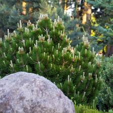 Pin Pitic Pumilio - /&quot;Pinus Mugo Pumilio&quot;/ by gradina-noastra