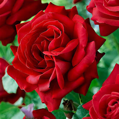Trandafir teahibrid "Dame de coeur" – / Rosa HT "Dame de coeur"/