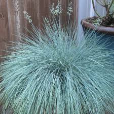Iarbă Albastră &quot;Intense Blue&quot; - /Festuca Glauca &quot;Intense Blue&quot;/ by gradina-noastra