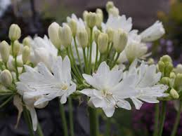 Agapanthus &quot;Double Diamond&quot; ®  0.10 - 0.20 m