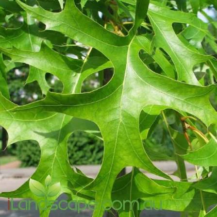 Stejar de balta / Quercus palustris/