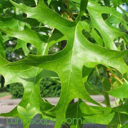 Stejar de balta / Quercus palustris/
